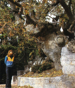 Тысячелетнее фисташковое дерево в Никитском ботаническом саду
